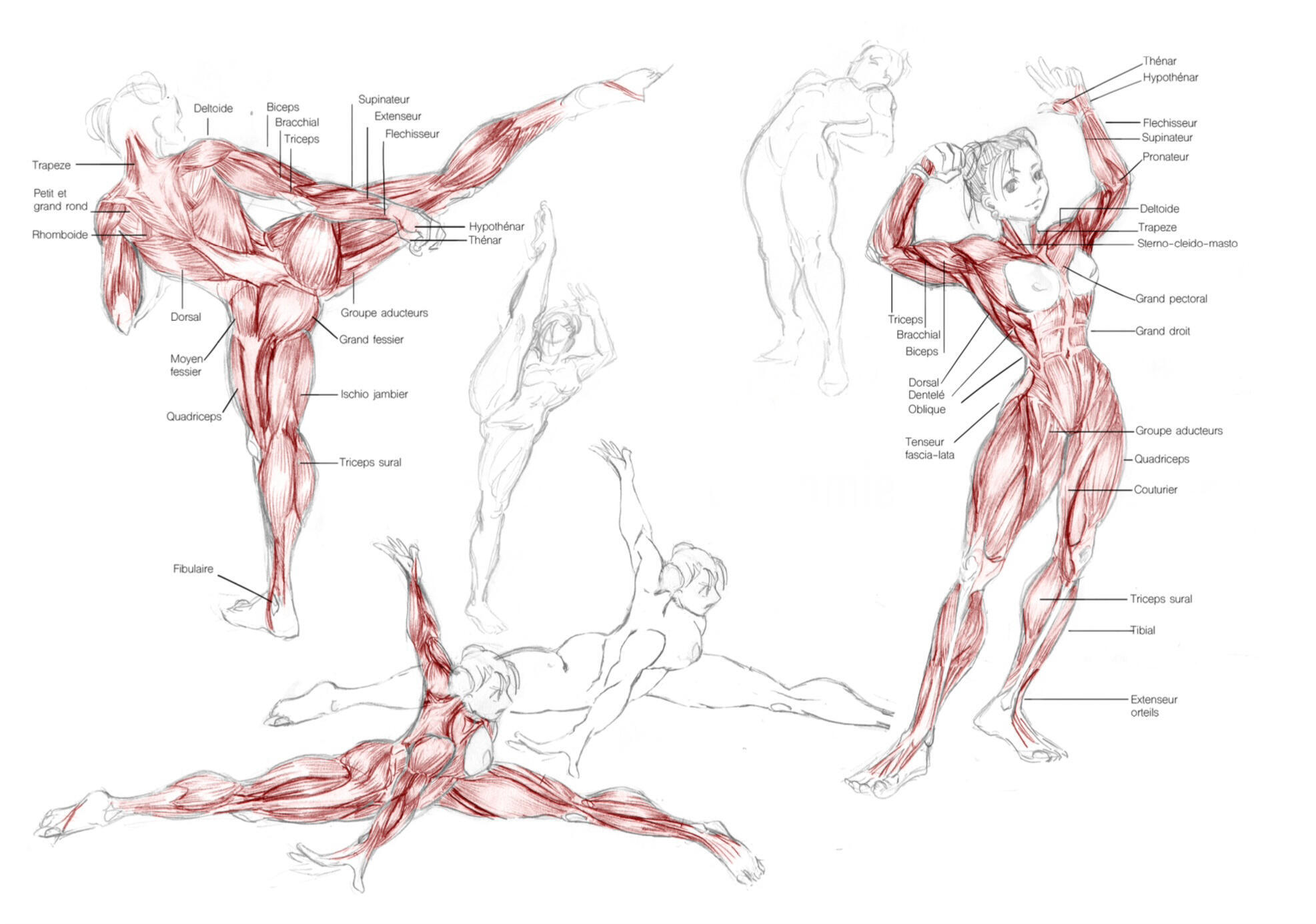 ANATOMY STUDY based on Chun-Li from Street Fighter